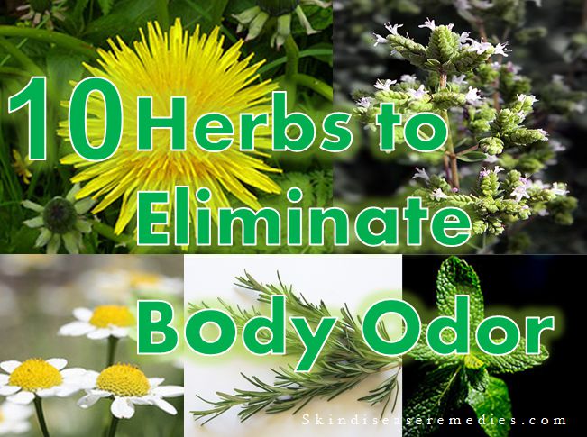 Natural Herbs For Body Odor Natural Herbs For Body Odor